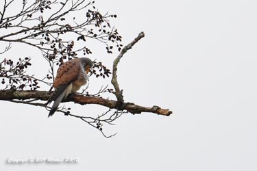 Faucon crécerelle mâle