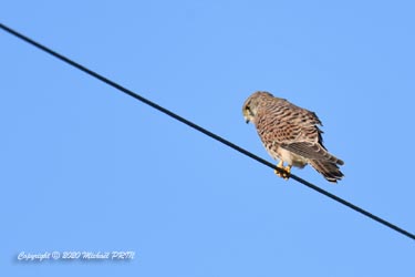 Faucon crécerelle femelle