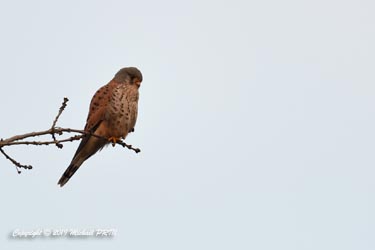 Faucon crécerelle mâle