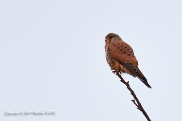 Faucon crécerelle mâle