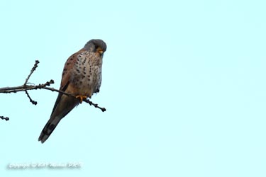 Faucon crécerelle mâle