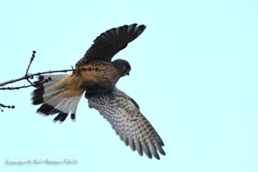 Faucon crécerelle mâle