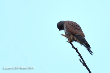 Faucon crécerelle mâle