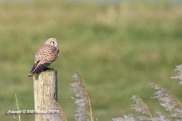 Faucon crécerelle femelle