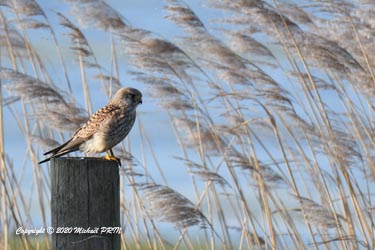 Faucon crécerelle femelle