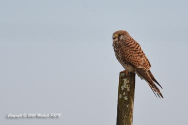 Faucon crécerelle femelle