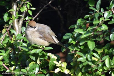 Fauvette à tête noire femelle