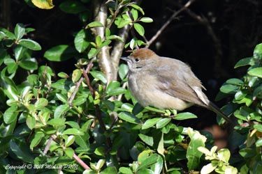 Fauvette à tête noire femelle