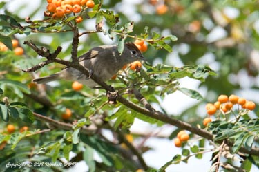 Fauvette à tête noire femelle