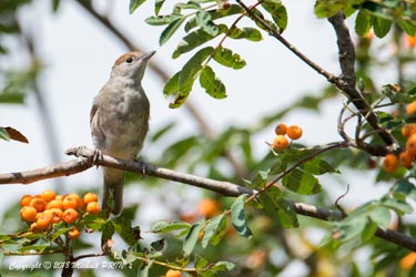 Fauvette à tête noire femelle