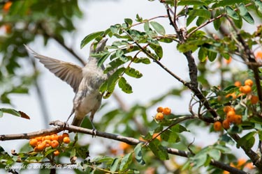 Fauvette à tête noire femelle