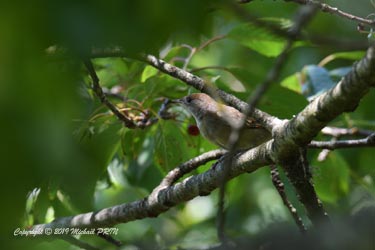 Fauvette à tête noire femelle