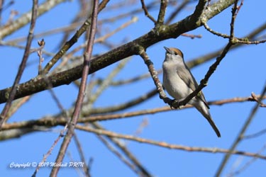 Fauvette à tête noire femelle
