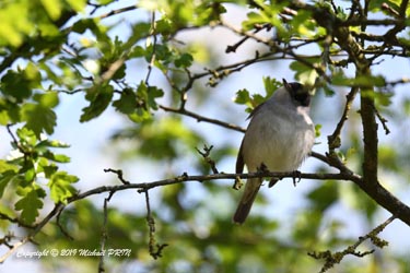 Fauvette à tête noire mâle