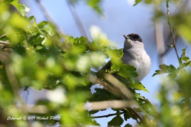 Fauvette à tête noire mâle