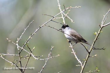 Fauvette à tête noire mâle