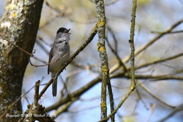 Fauvette à tête noire male