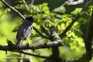 Fauvette à tête noire mâle