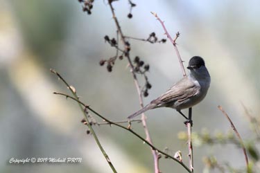 Fauvette à tête noire mâle