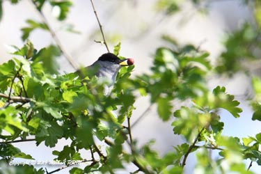 Fauvette à tête noire mâle