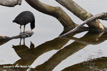 Miroir, mon beau miroir (cette foulque semblait vraiment être tombée amoureuse de son reflet)