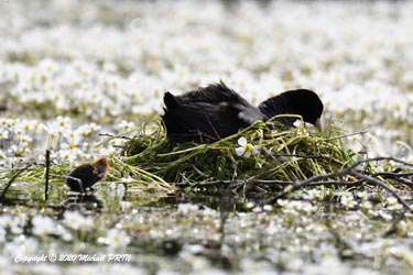 Le mâle construit une 2ème plateforme pour élever la moitié des poussins