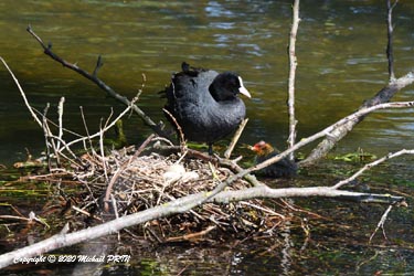 Seuls 2 oeufs auront éclos sur ce nid fait à proximité de la berge