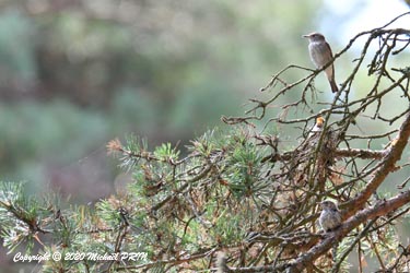 Juvéniles bien camouflés et surveillés par un des parents