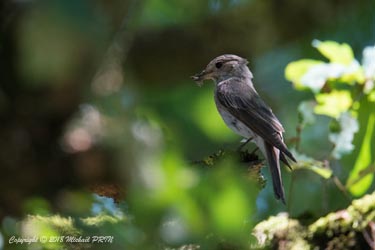 Nourrissage des petits