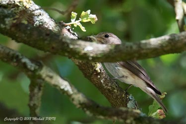 Nourrissage des petits