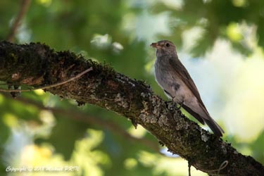 Nourrissage des petits