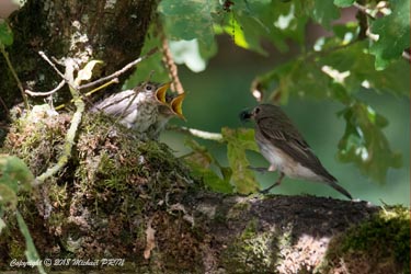 Nourrissage des petits