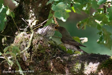 Nourrissage des petits