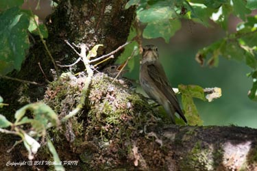 Nourrissage des petits