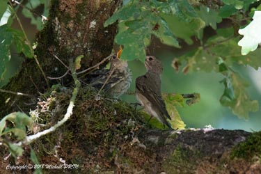 Nourrissage des petits