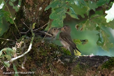 Nourrissage des petits