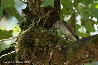 Nourrissage des petits