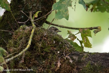 Le premier petit apparaît quelques jours après l'éclosion