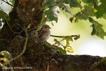 Quelques jours avant la sortie du nid