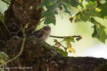 Quelques jours avant la sortie du nid