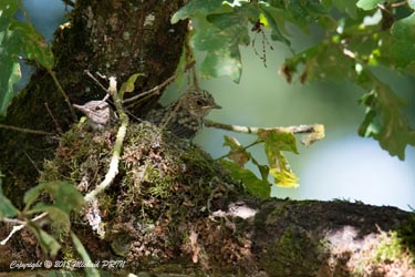 Quelques jours avant la sortie du nid