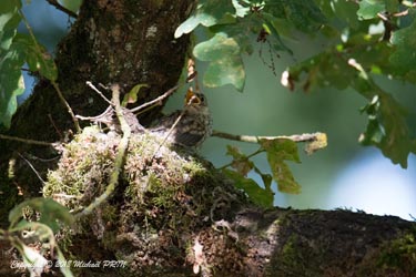 Quelques jours avant la sortie du nid