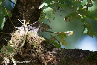 Quelques jours avant la sortie du nid