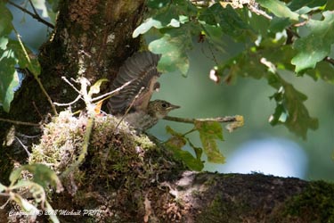 Quelques jours avant la sortie du nid