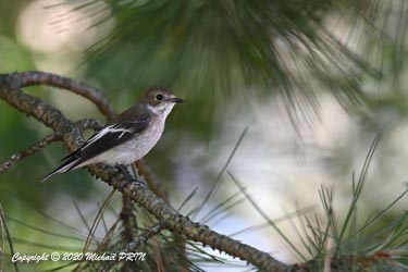 Gobemouche noir mâle plumage internuptial