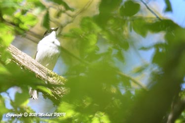 Gobemouche noir mâle plumage nuptial