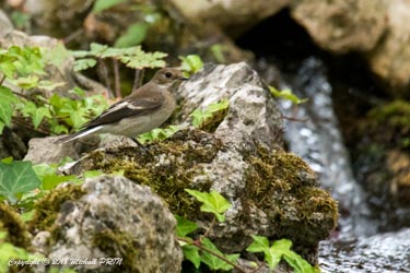 Gobemouche noir femelle