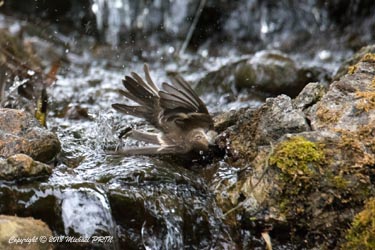 Gobemouche noir femelle