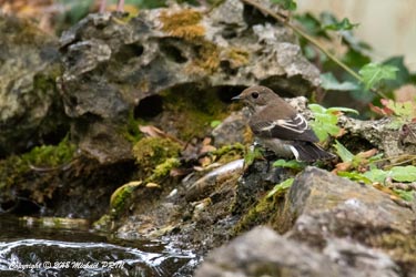 Gobemouche noir femelle
