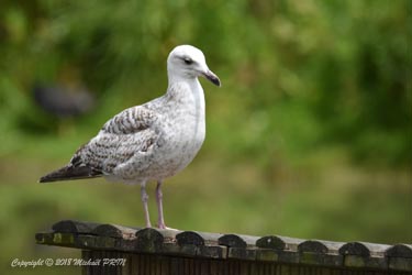 Jeune goéland argenté 1er été